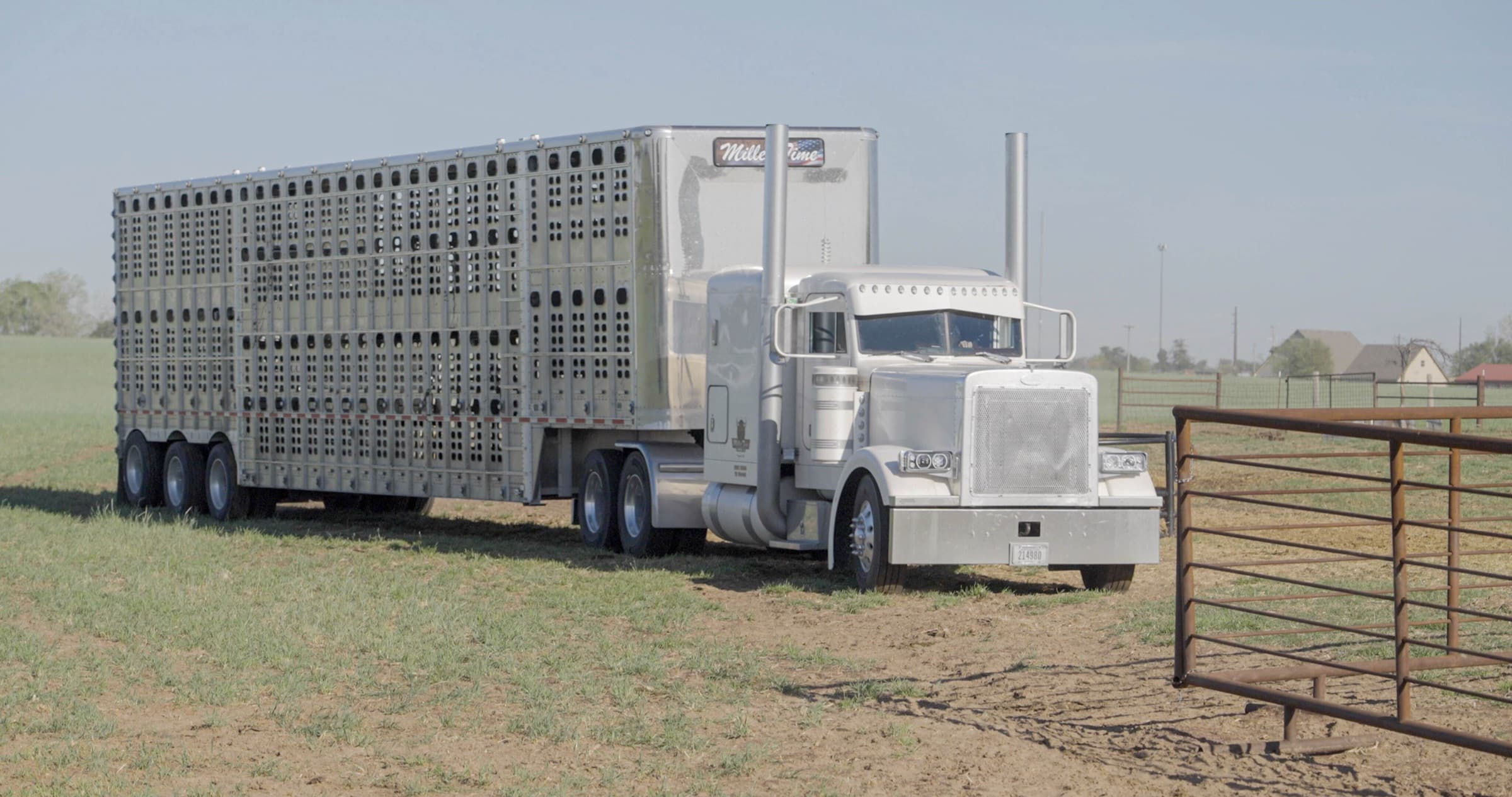 Peterbilt with a livestock trailer at a cattle pen